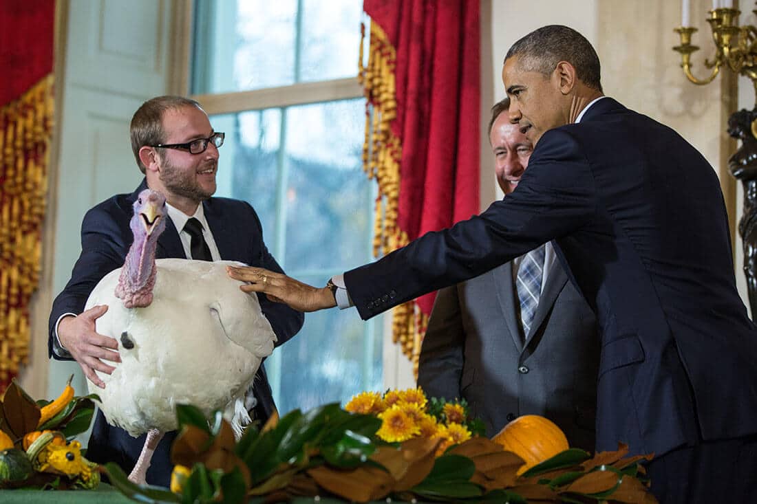 Presidente USA Obama che tocca e grazia il tacchino per il giorno del ringraziamento